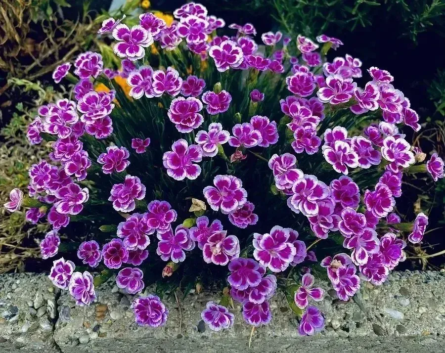CVETLIČARJI IN VRTNARJI